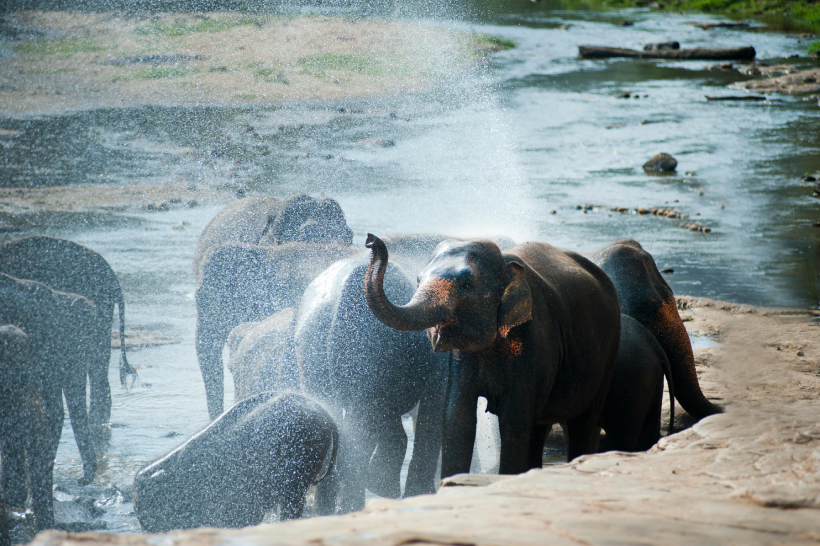 Pinnawala Elephant Orphanage & Spice Garden – Elderly Friendly