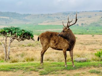 A Sri Lankan sambar deer at misty Horton plains national park, Sri Lanka.