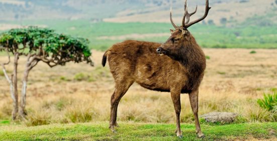 Horton Plains (3) (1)