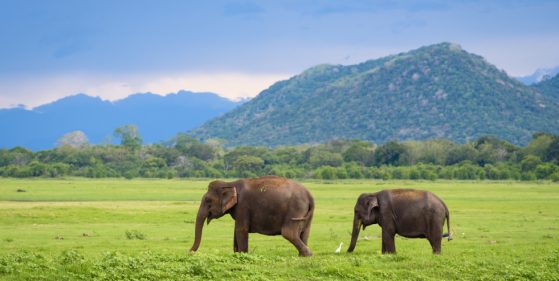 Elephants in Sri Lanka. Two young asian elephants in Minneriya National Park, Sri Lanka. Asian elephants eating grass with mountains and dramatic storm clouds in the background in Minneriya, Sri Lanka
