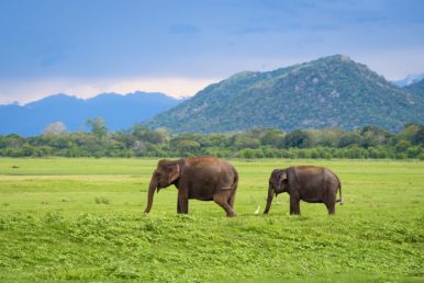 Elephants in Sri Lanka. Two young asian elephants in Minneriya National Park, Sri Lanka. Asian elephants eating grass with mountains and dramatic storm clouds in the background in Minneriya, Sri Lanka