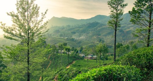 Nuwara Eliya-scene