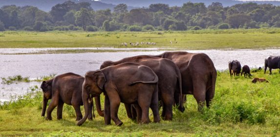 Elephants,In,The,Udawalawe,National,Park,On,Sri,Lanka