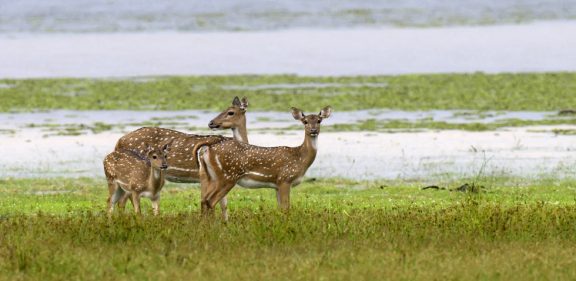 Wild Spotted deer in Yala National park, Sri Lanka