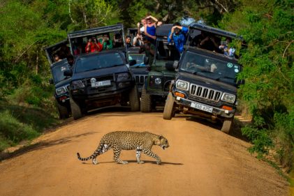 Leopard crossing the road in front of audience. Sri Lanka national parks Yala. May 26, 2016. Safari. Here you can see a leopard - a great success