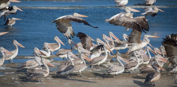 Spot-billed pelican in Bundala National Park