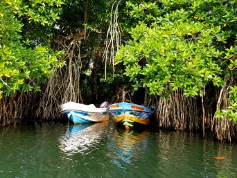 Tropical mangrove forests in Sri Lanka