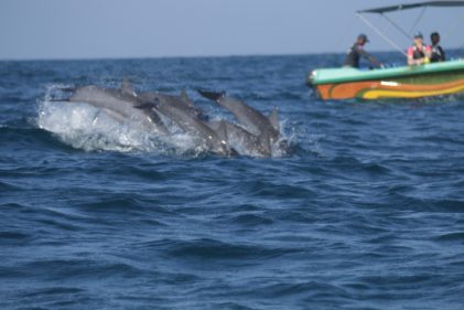 Beautiful Dolphins in the Indian Ocean in Kalpitiya, Sri Lanka. Visit Sri Lanka.
