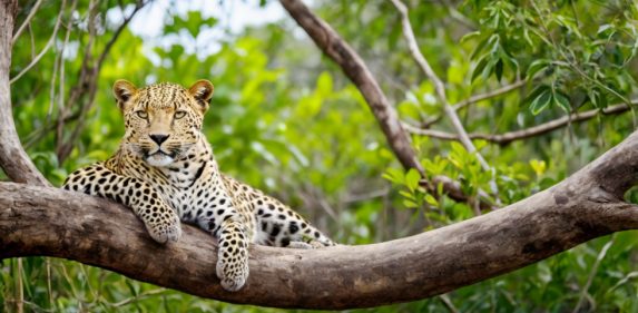 Sri Lankan leopard, Panthera pardus kotiya, big spotted cat lying on the tree in the nature habitat, Yala national park, Sri Lanka.